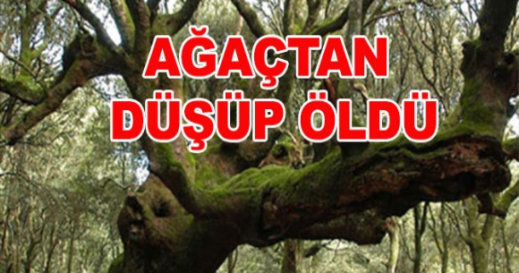 AĞAÇTAN DÜŞEREK HAYATINI KAYBETTİ