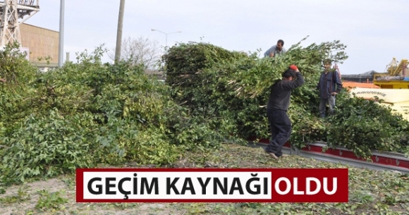 Defne yapra geim kayna oldu