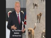 KYLERDEK SOKAK KPEKLER TOPLANIYOR